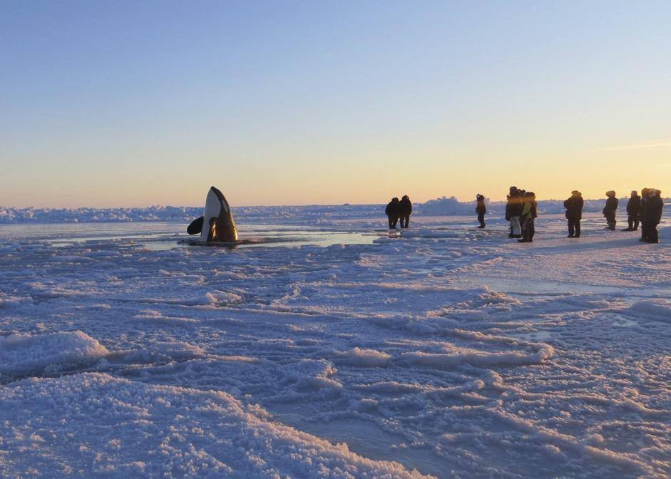 Canada-Trapped Killer Whales