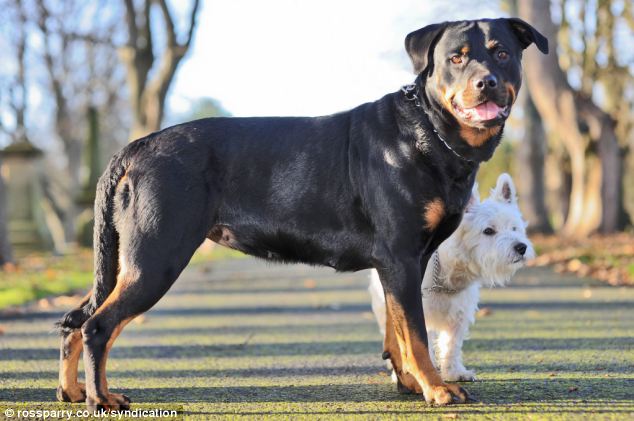 mum and dad dogs