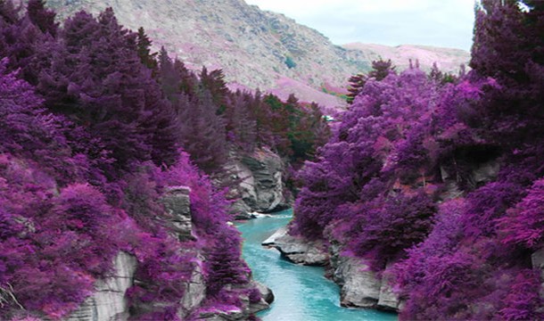 purple trees scotland