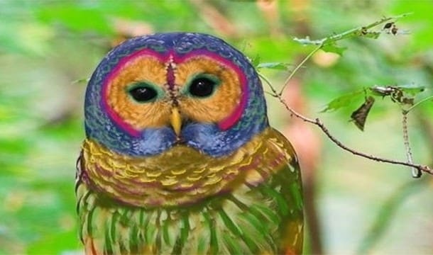 rainbow owl