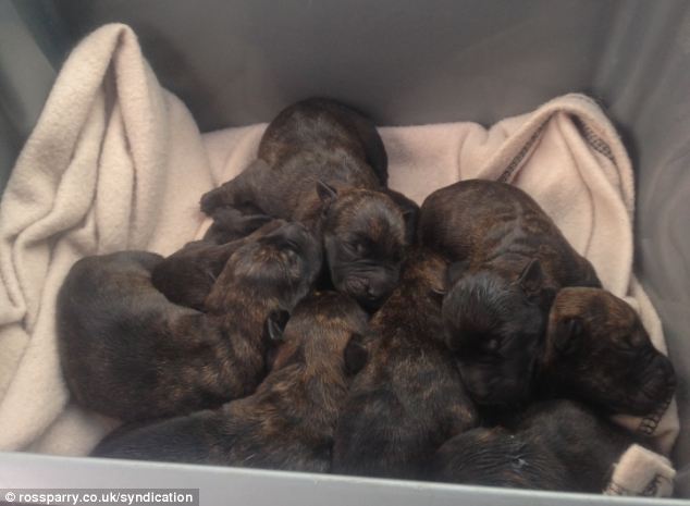 wottie puppy litter