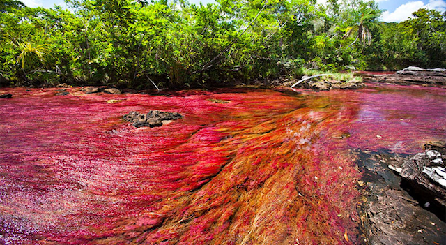 Cano Cristales