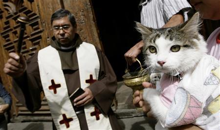 Catholics Blessing Animals - Cat