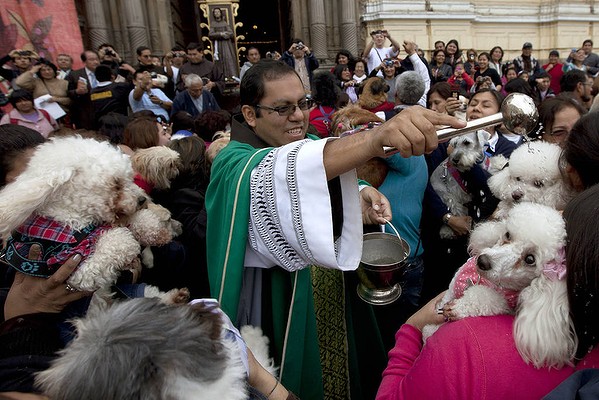 Catholics Blessing Animals - Poodles