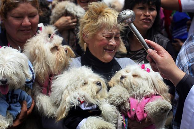 Catholics Blessing Animals - Stupid Dog and woman