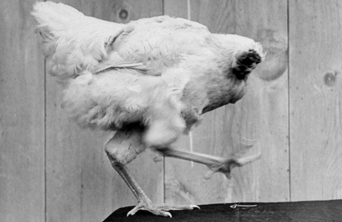 Darwin Awards - Stupid Ways to Die - Headless Chicken