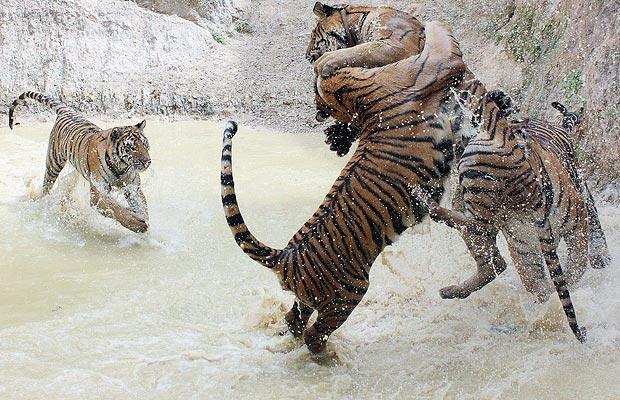 Darwin Awards - Stupid Ways to Die - Tiger Safari