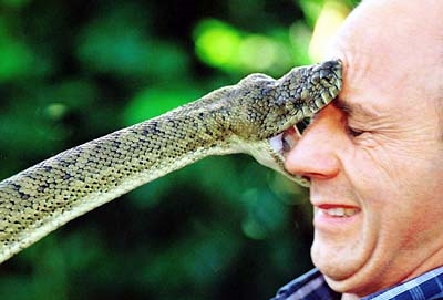 Darwin Awards - stupid ways to die - rattle snake