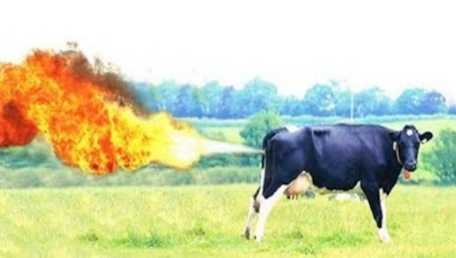 Farting Cows