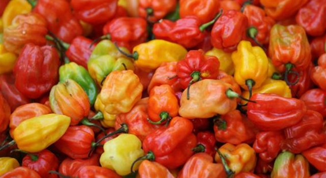 Hot Chilli Why - Scotch Bonnet