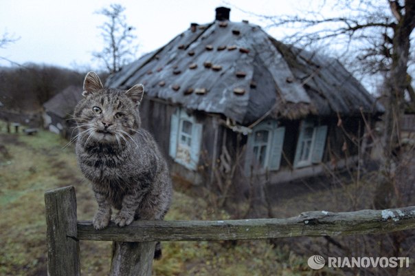 Russia With Love - Cat Hero Murka from Bashkiria