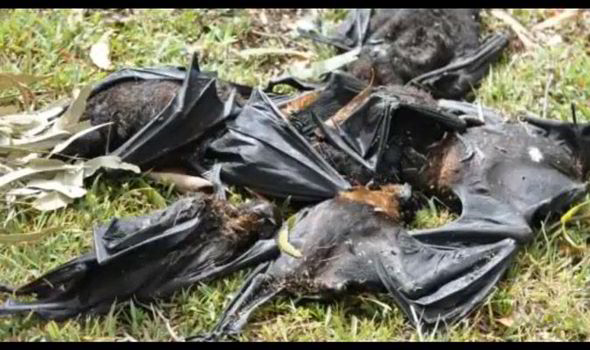 Thousands Dead Bats - Queensland Australia - Bodies