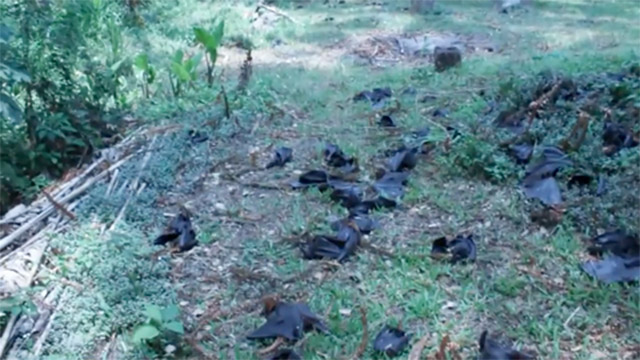 Dead bats in Queensland