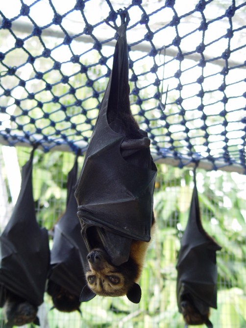 Thousands Dead Bats - Queensland Australia - Hanging