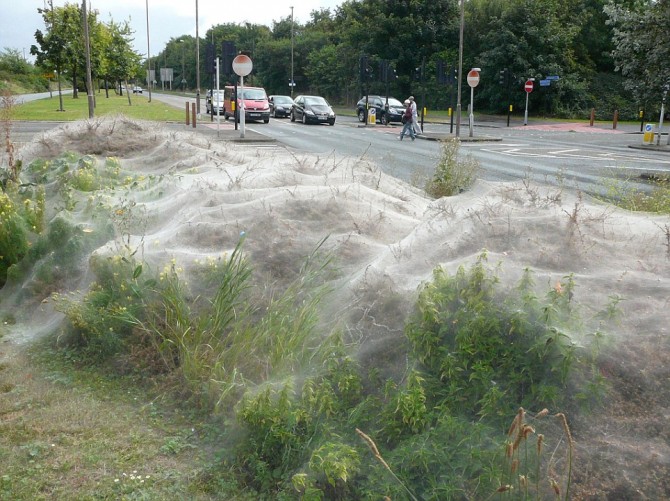 Weird News -  Ermine Moth caterpillars