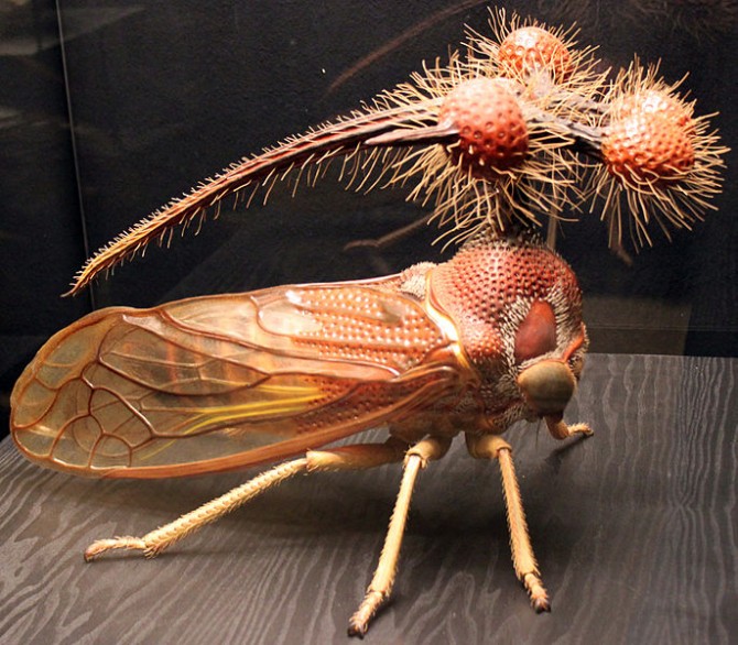 Weirdest Insects - Brazilian Tree Hopper Model