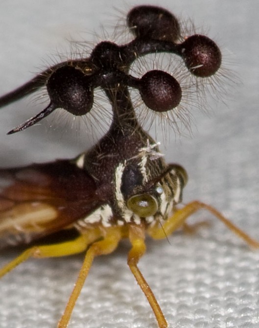 Weirdest Insects - Brazilian Tree Hopper actual
