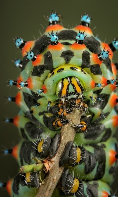 Weirdest Insects - Calleta Silkmoth Caterpillar