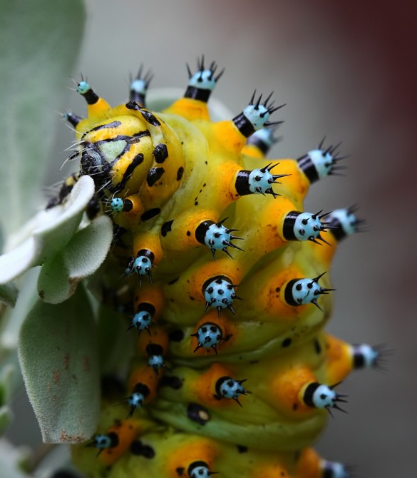 Weirdest Insects - Calleta Silkmoth larva