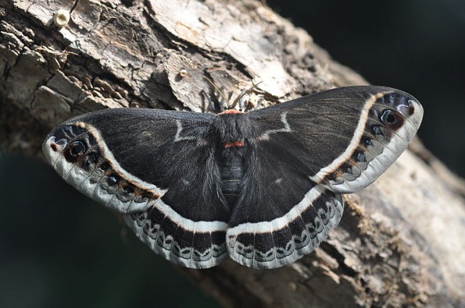 Weirdest Insects - Calleta Silkmoth moth