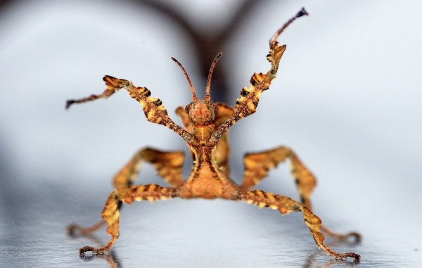 Weirdest Insects - Extatosoma Tiaratum rearing