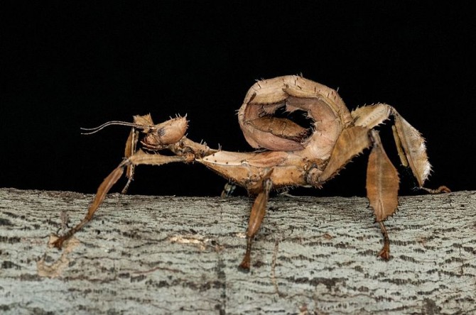 Weirdest Insects - Extatosoma Tiaratum side - Copy