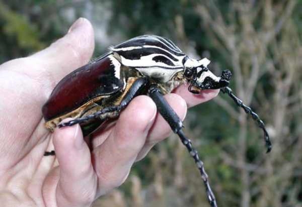 Weirdest Insects - Goliath Beetle hand 2