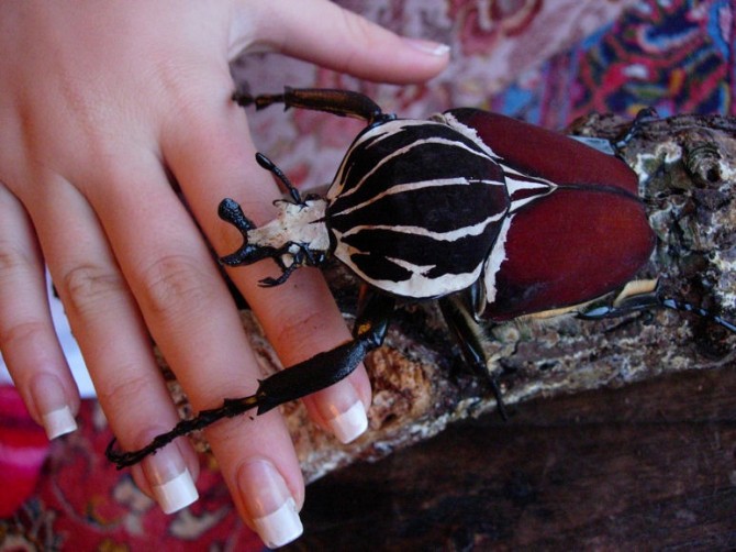 Weirdest Insects - Goliath Beetle hand