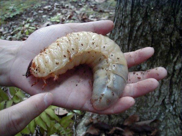 Weirdest Insects - Goliath Beetle larva