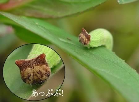 Weirdest Insects - Hello Kitty Caterpillar