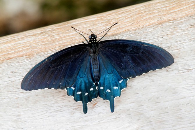 Weirdest Insects - Pipevine Swallowtail Butterfly