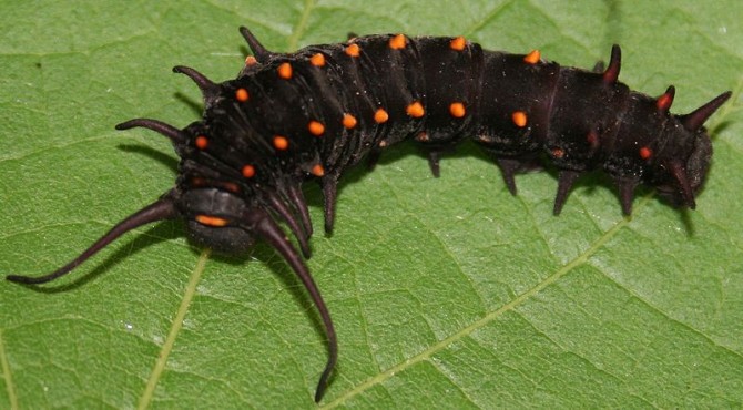 Weirdest Insects - Pipevine Swallowtail Caterpillar later