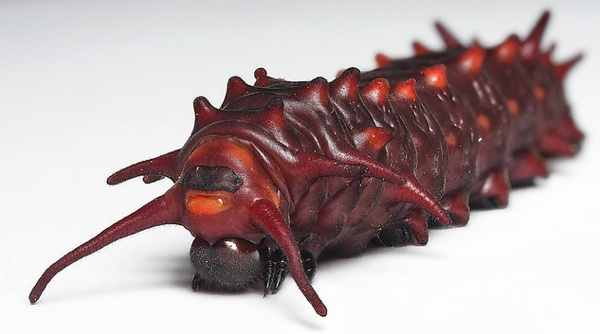 Weirdest Insects - Pipevine Swallowtail Caterpillar