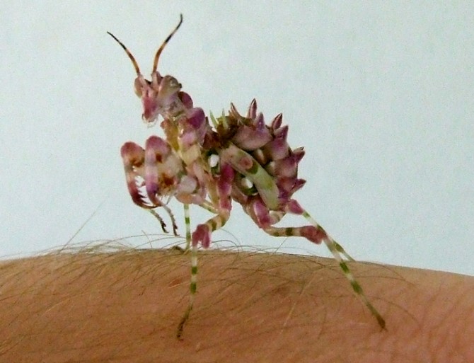 Weirdest Insects - Pseudocreobotra wahlbergi immature