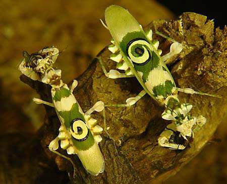 Weirdest Insects - Pseudocreobotra wahlbergi