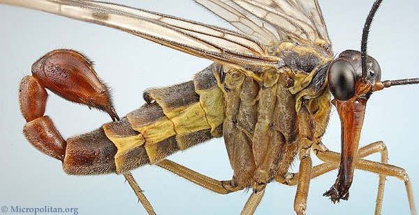 Weirdest Insects - Scorpionfly Mecoptera