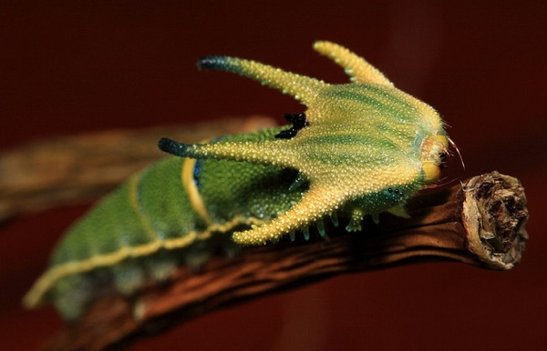 Weirdest Insects - Tailed Emperor Butterfly Caterpillar 2