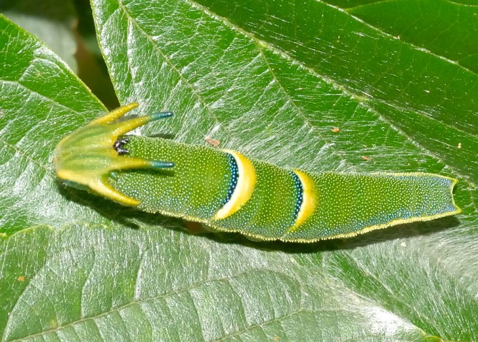 Weirdest Insects - Tailed Emperor Butterfly Caterpillar 3