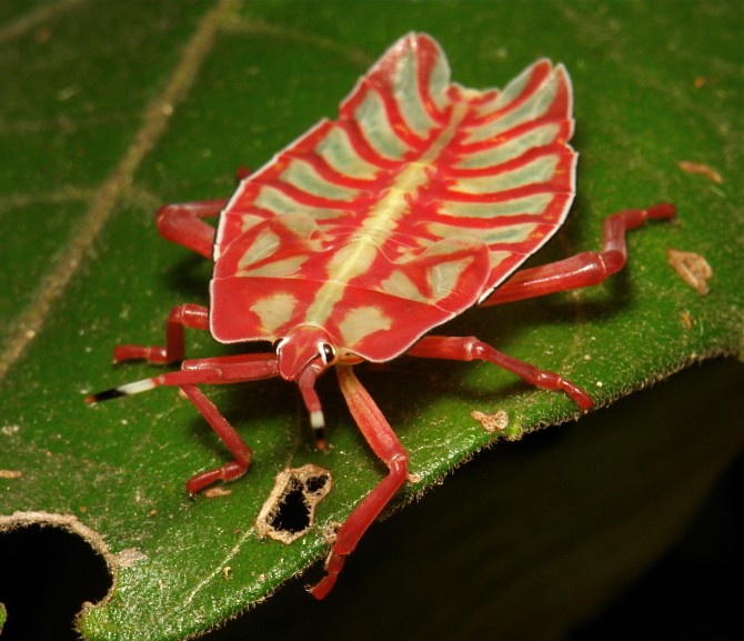 Weirdest Insects - Tessaratomids - Shield Bug