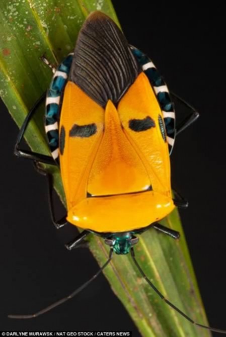 Weirdest Insects - Tessaratomids - Shield Bug Elvis