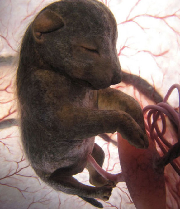 animals_in_utero_10