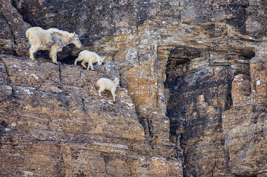 crazy-goats-on-cliffs-16