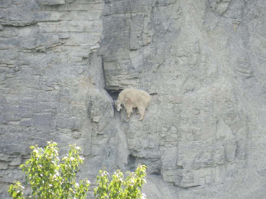 crazy-goats-on-cliffs-17