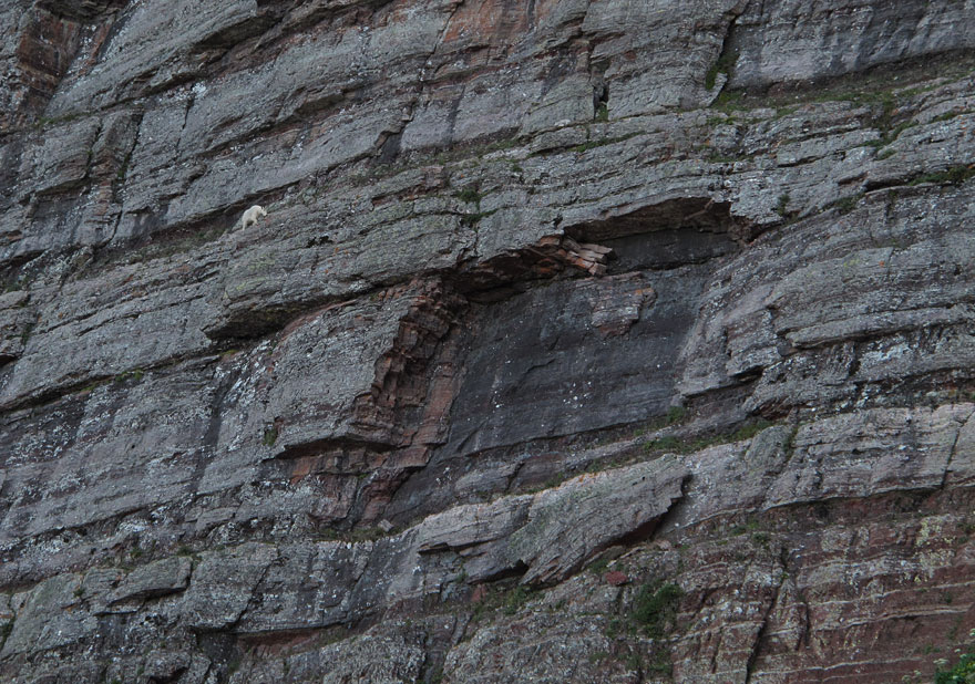 crazy-goats-on-cliffs-22