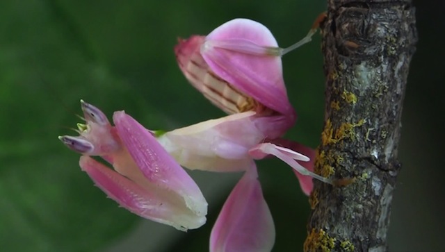 orchid mantis