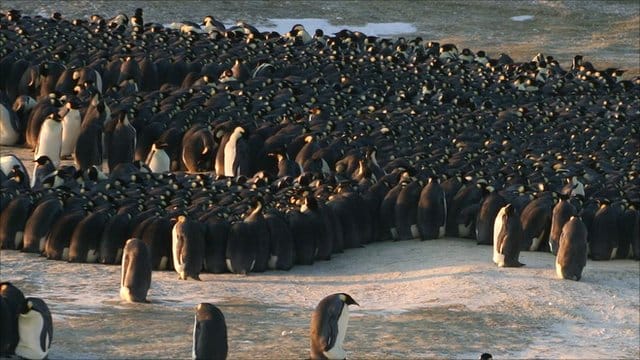 penguins