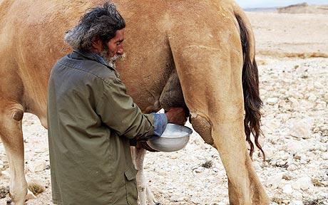 Camel Milk - Camelicious - camel milking 2