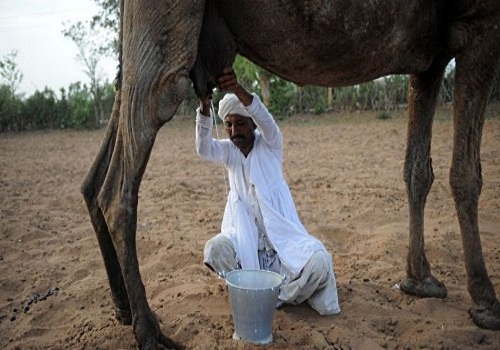 Camel Milk - Camelicious - camel milking 4