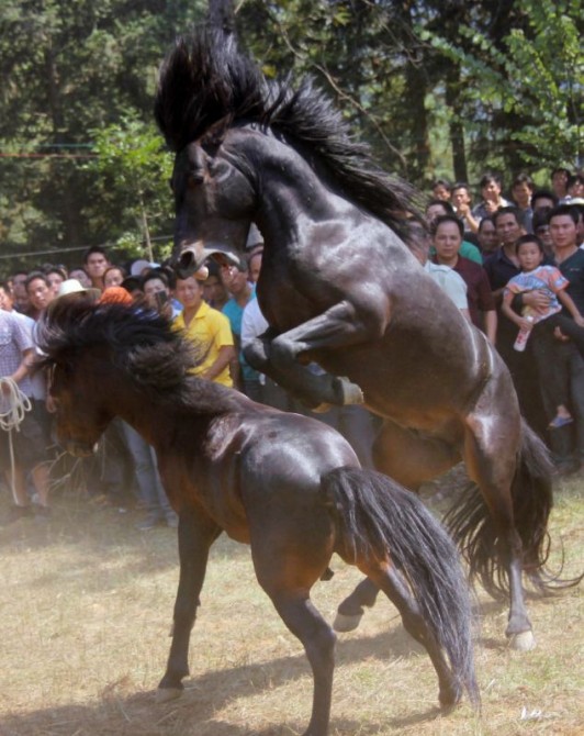 Horse fight event in Rongshui County, Guangxi Province, China - 01 Oct 2012