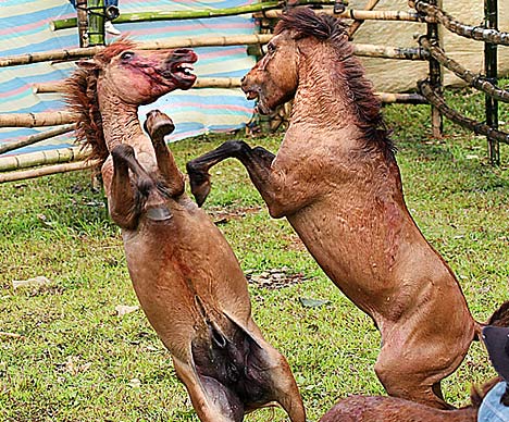 Chinese Horse Fights - New Year - bloody